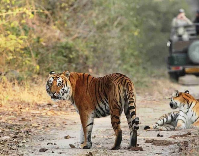 Jim Corbett Trip Image