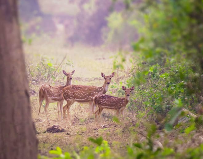 Jim Corbett Trip Image