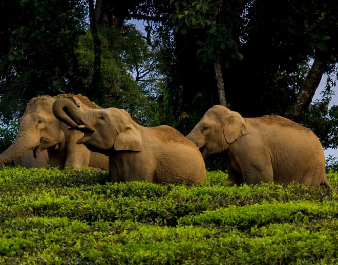 Valparai Tour Package From Bangalore Image