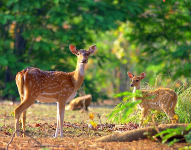 Jim Corbett Trip Image