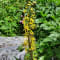 Valley of Flowers Trek with Hemkund Sahib review