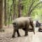Jim Corbett Trip review