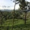 Munnar Tour Package From Bangalore review