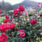 Ooty Tour Package from Bangalore review