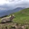 3D/2N Bhrigu Lake Trek 2026 review