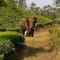 Munnar Tour Package From Bangalore review