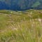 Ali Bedni Bugyal Trek review