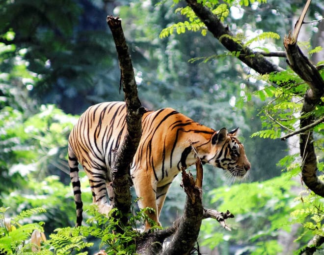 Thekkady Tour Package From Bangalore Image