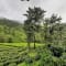 Netravati Trek, Chikmagalur review