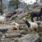 Kareri Lake Trek from Delhi review