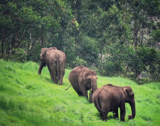 Munnar Tour Package From Bangalore Image