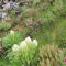 Valley of Flowers Trek with Hemkund Sahib review
