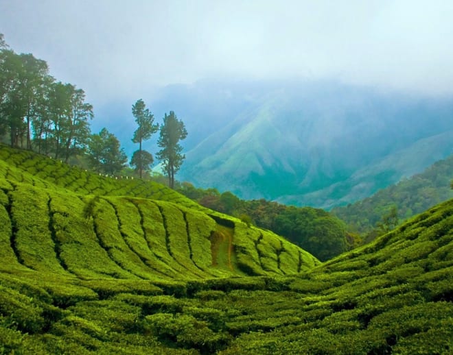 Munnar Tour Package From Bangalore Image