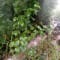 Kumara Parvatha Trek Package from Bangalore review