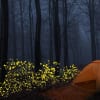Prabalmachi Fireflies Night Trek Itinerary Day 2