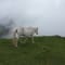 Ali Bedni Bugyal Trek review